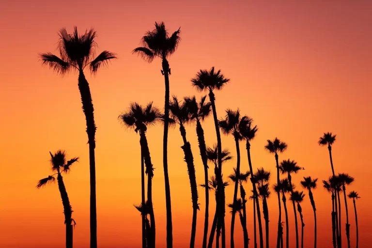 Palm trees in Golden Hour